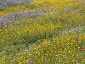 Chrysanthemum coronarium